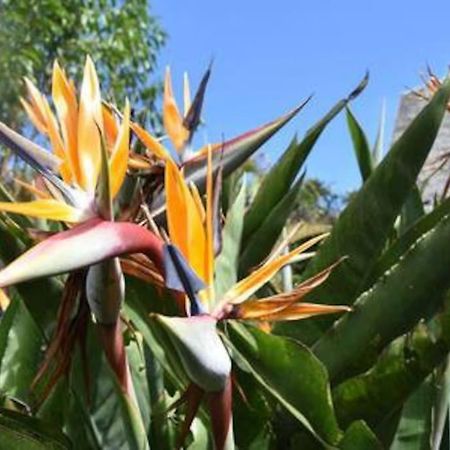 Le Strelitzia 2 Apartman Cilaos Kültér fotó