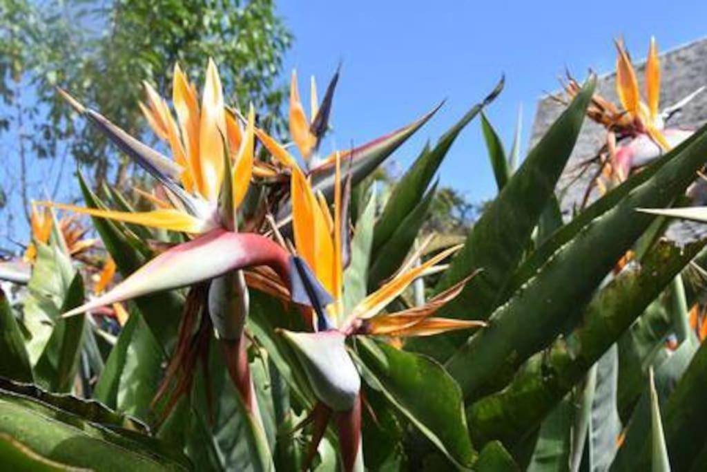 Le Strelitzia 2 Apartman Cilaos Kültér fotó