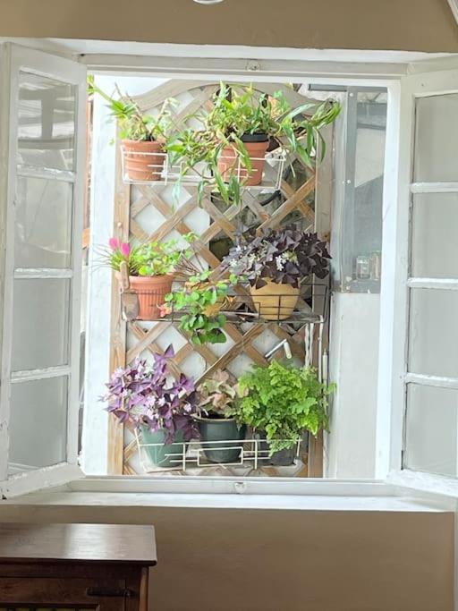 Le Strelitzia 2 Apartman Cilaos Kültér fotó